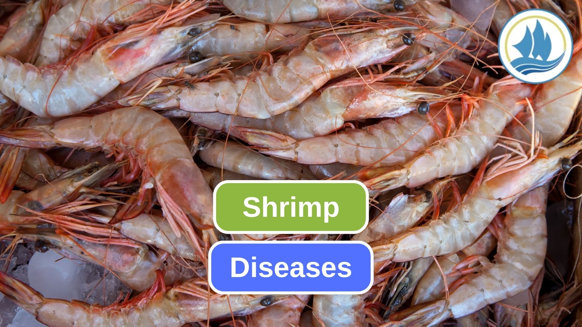 Beware of 10 Diseases that can Affects Shrimp